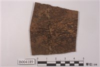 藏品(擬薄鳞蘚)的圖片